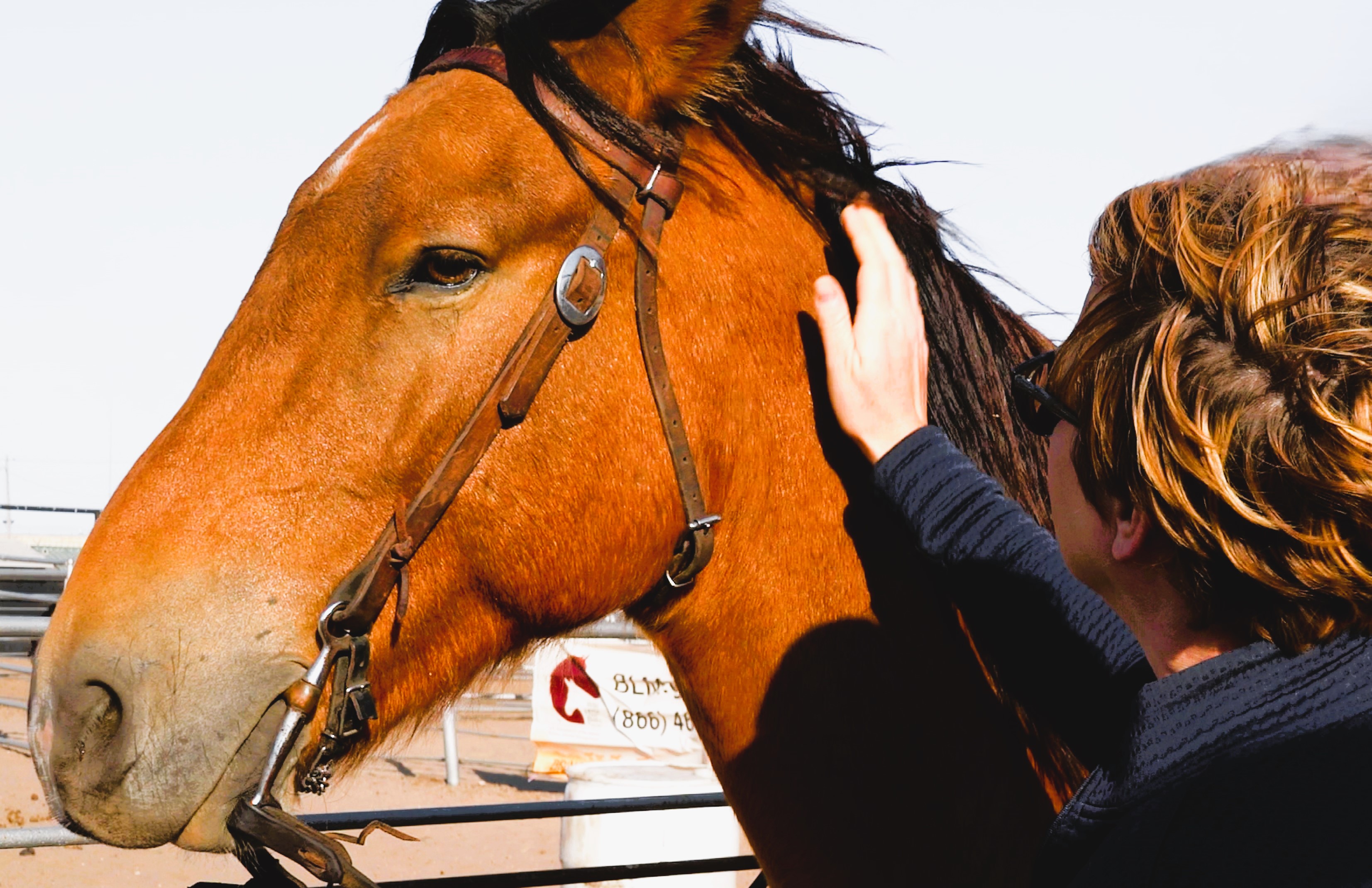 Horse Adoption At HCF 10 18 2024